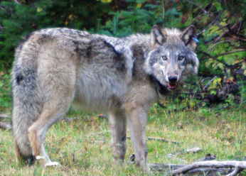 california wolf lassen county